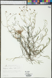 Palafoxia callosa image