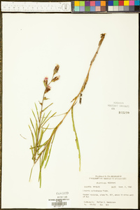 Liatris cylindracea image