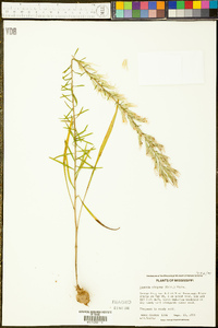 Liatris elegans image