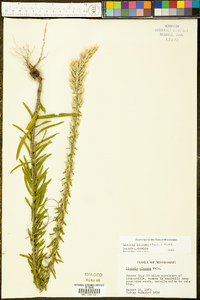 Liatris elegans image