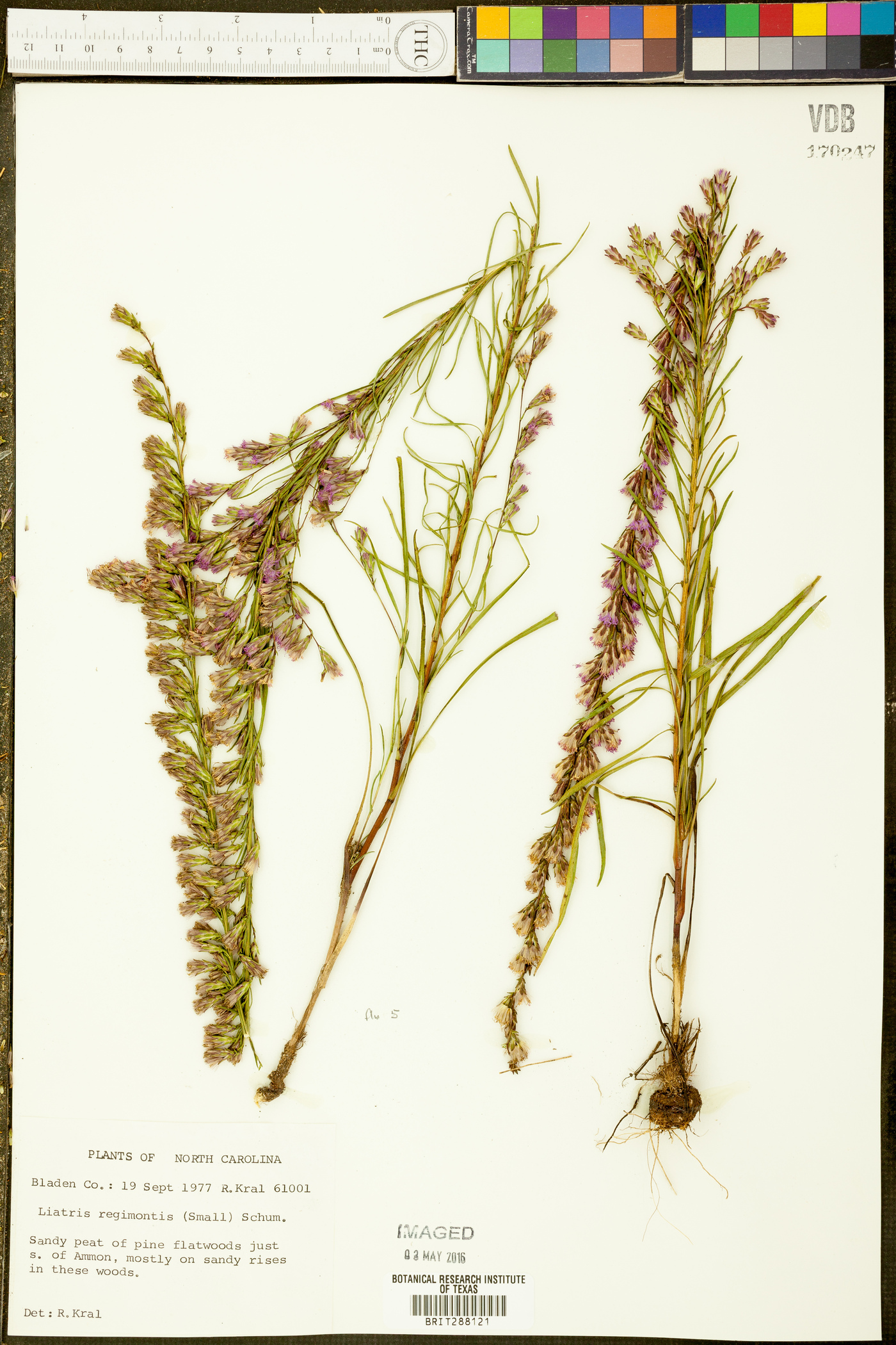 Liatris regimontis image