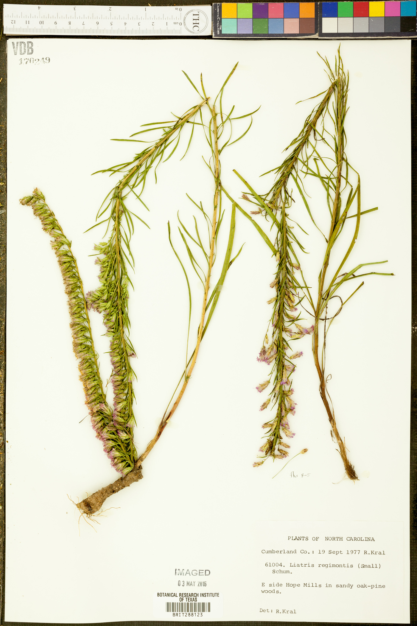 Liatris regimontis image