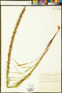 Liatris regimontis image