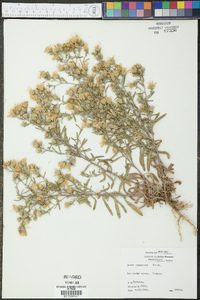 Machaeranthera canescens var. canescens image