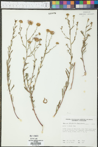 Symphyotrichum fendleri image