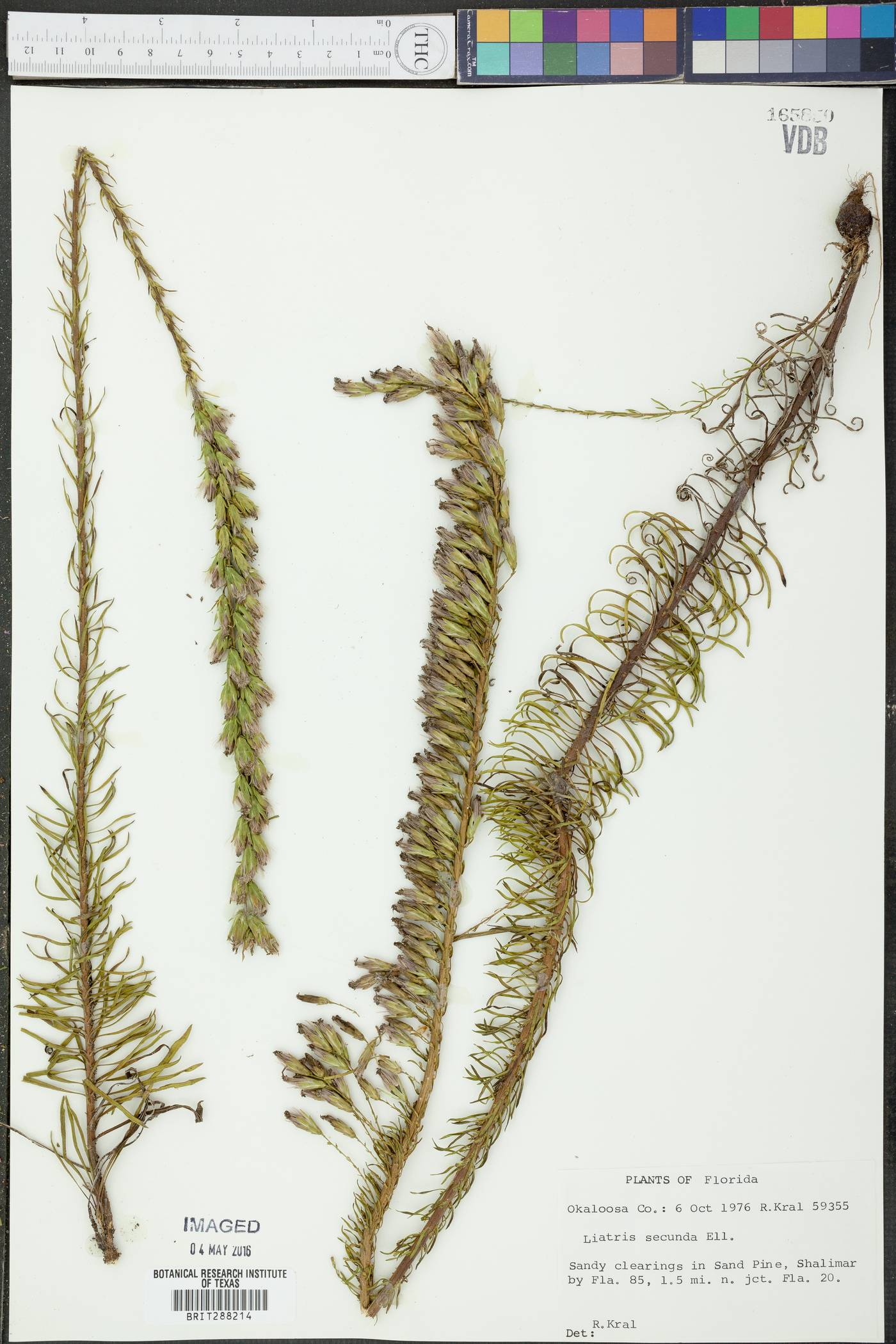 Liatris secunda image
