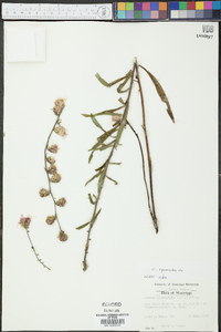 Liatris squarrosa image