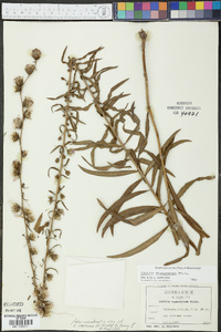 Liatris squarrulosa image