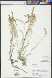 Gnaphalium antillanum image