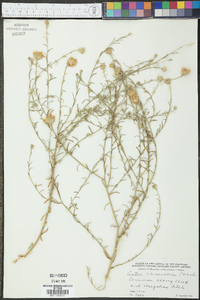 Machaeranthera canescens var. canescens image