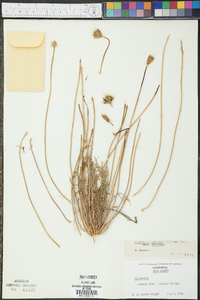 Microseris douglasii subsp. douglasii image