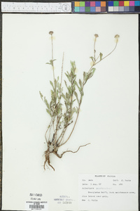 Melanthera parvifolia image