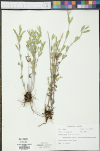 Melanthera parvifolia image