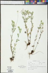 Melanthera parvifolia image