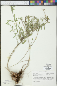 Melanthera parvifolia image
