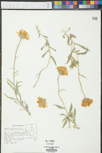 Xylorhiza tortifolia image