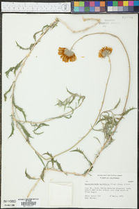Xylorhiza tortifolia var. tortifolia image