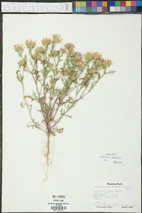 Machaeranthera tanacetifolia image