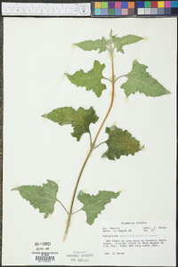 Melanthera aspera image