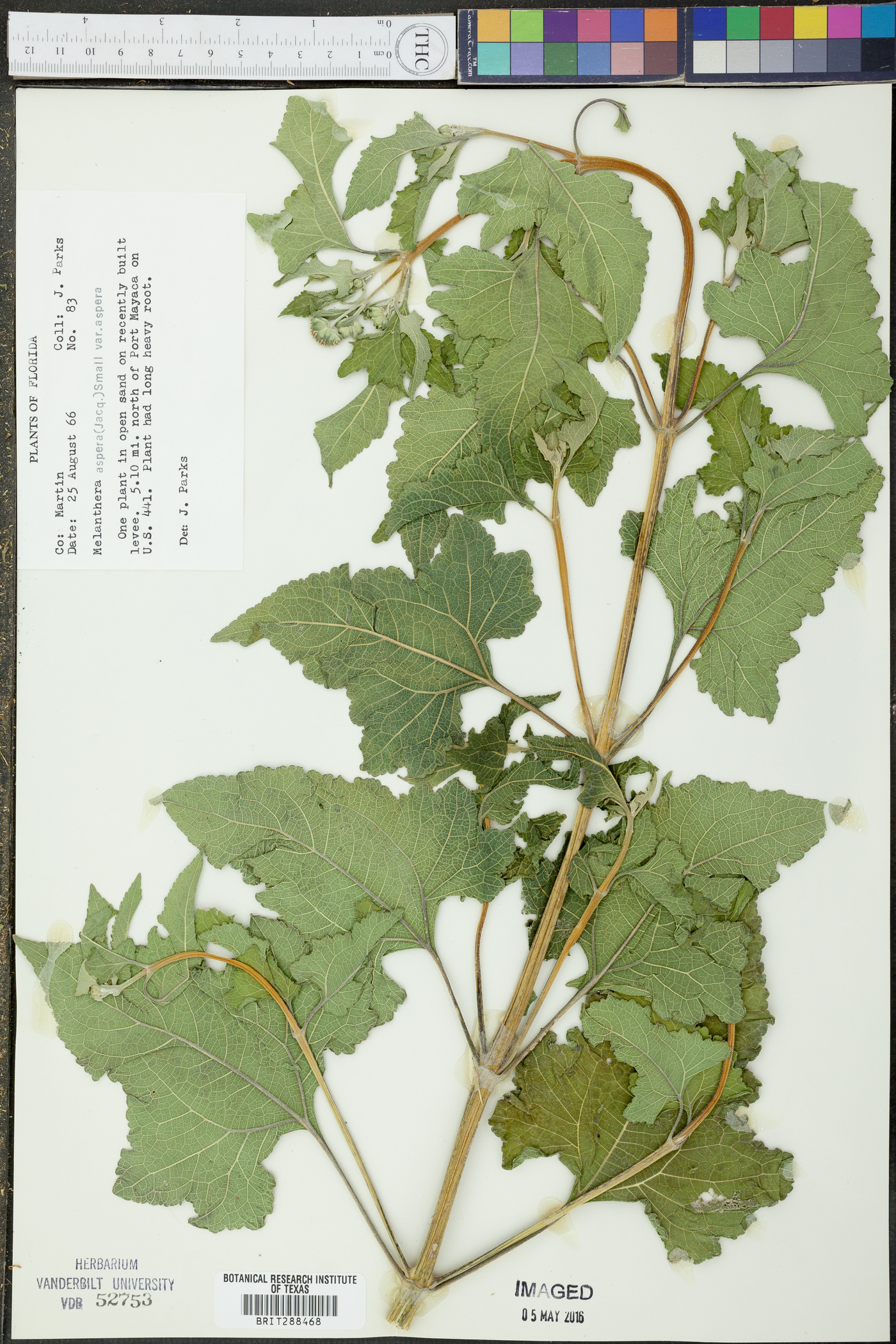 Melanthera aspera var. aspera image