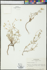 Melampodium leucanthum image