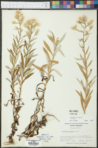 Gnaphalium helleri image