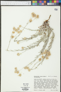 Pseudognaphalium luteoalbum image