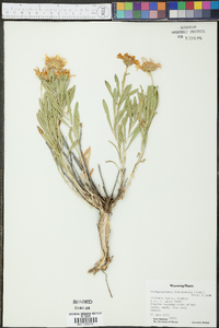 Machaeranthera glabriuscula image