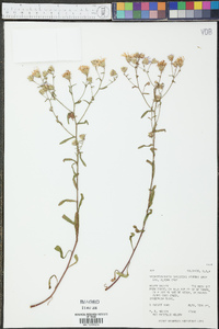 Dieteria canescens var. glabra image