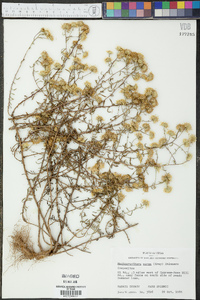 Rayjacksonia aurea image