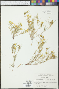 Pectis angustifolia image