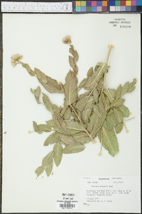 Acourtia wrightii image