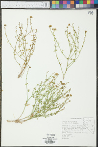 Perityle megalocephala image