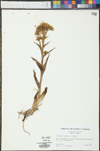 Petasites frigidus image