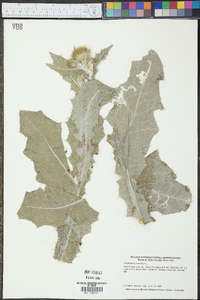 Onopordum acanthium image