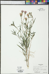 Palafoxia sphacelata image