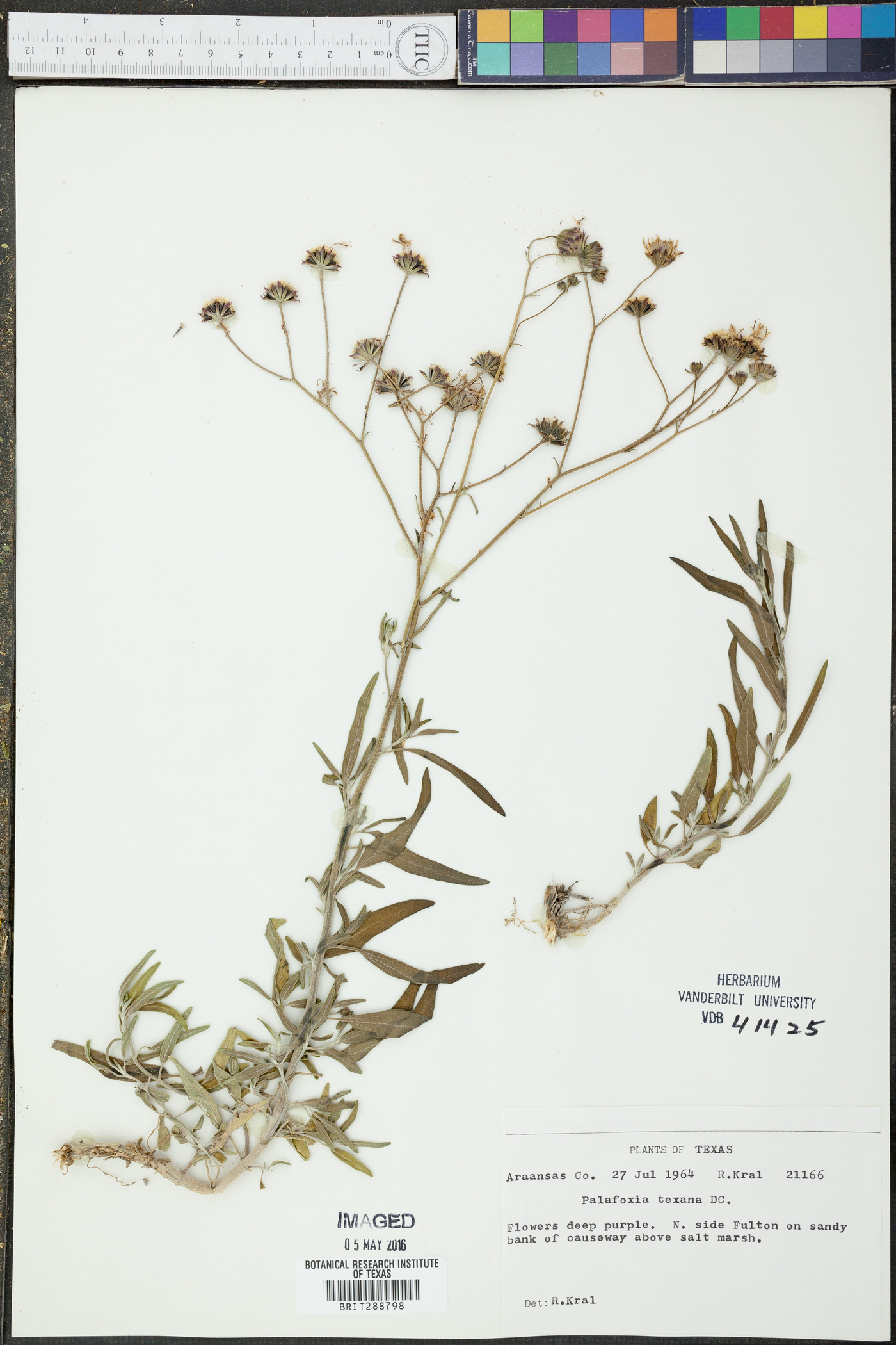 Palafoxia texana image