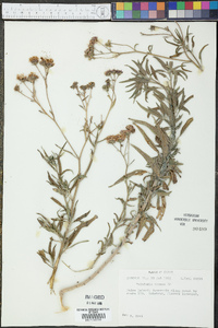 Palafoxia texana image