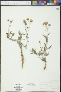 Palafoxia texana image