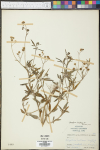 Florestina tripteris image