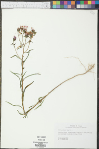 Palafoxia hookeriana image