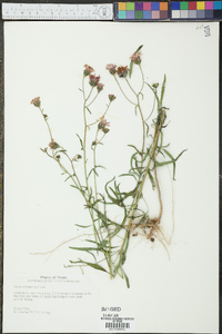 Palafoxia hookeriana image