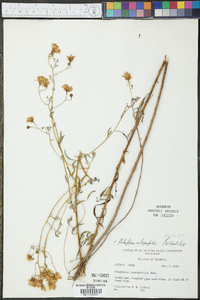 Palafoxia integrifolia image