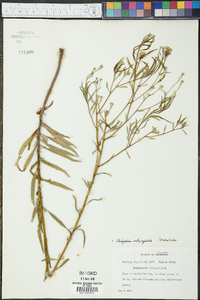 Palafoxia integrifolia image