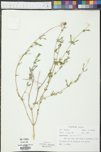 Melanthera parvifolia image