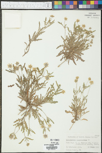 Melampodium cinereum image