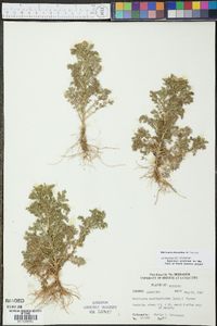 Matricaria discoidea image