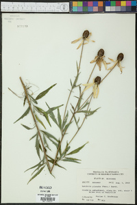 Ratibida pinnata image