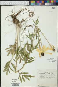 Ratibida pinnata image