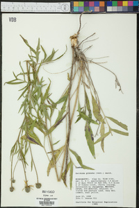 Ratibida pinnata image